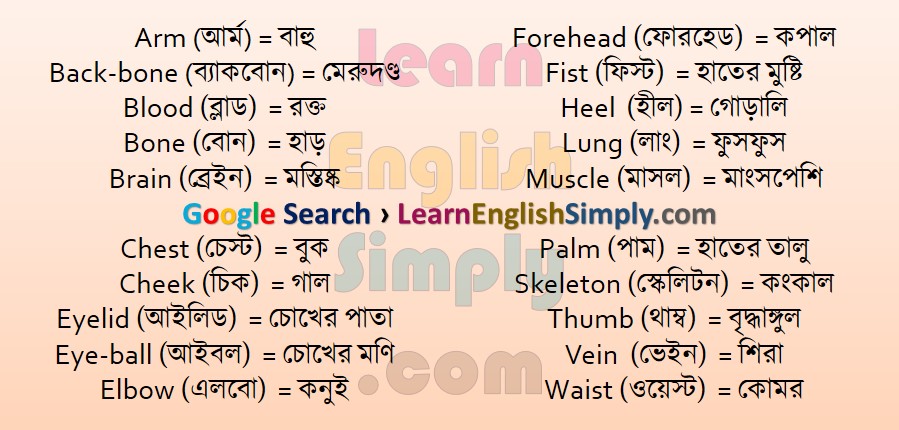 Vocabulary Human Body